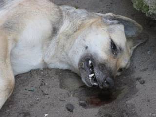 В Киеве безызвестные догхантеры травят собак средством от туберкулеза