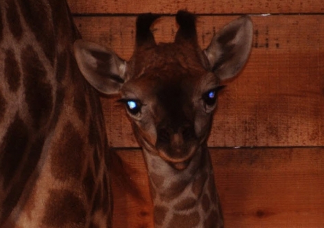 В крымском зоопарке под Новейший год у жирафов родилась малышка [фото, видео]