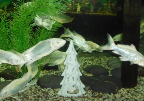 В крымском аквариуме рыбы пляшут вокруг новогодних елочек [фото]