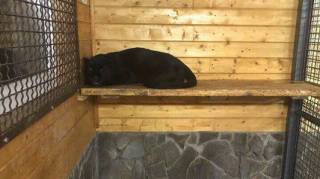 В приватном зоопарке в Подмосковье пантера растерзала украинца, который приехал погостить к брату