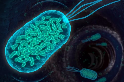 Бактерии с пузырьками