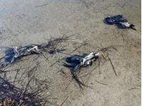 Массовая погибель птиц на Херсонщине: пернатые отравились в Крыму?