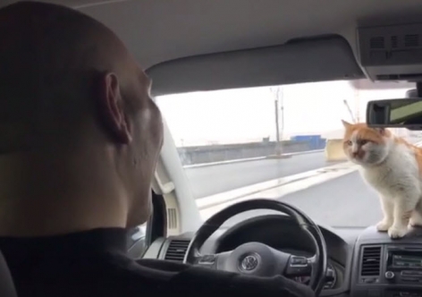 Валуев проехался по Крымскому мосту с котом [видео]