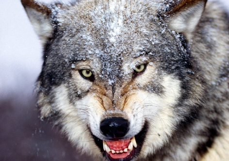 На ЮБК ввели карантин из-за неистового волка