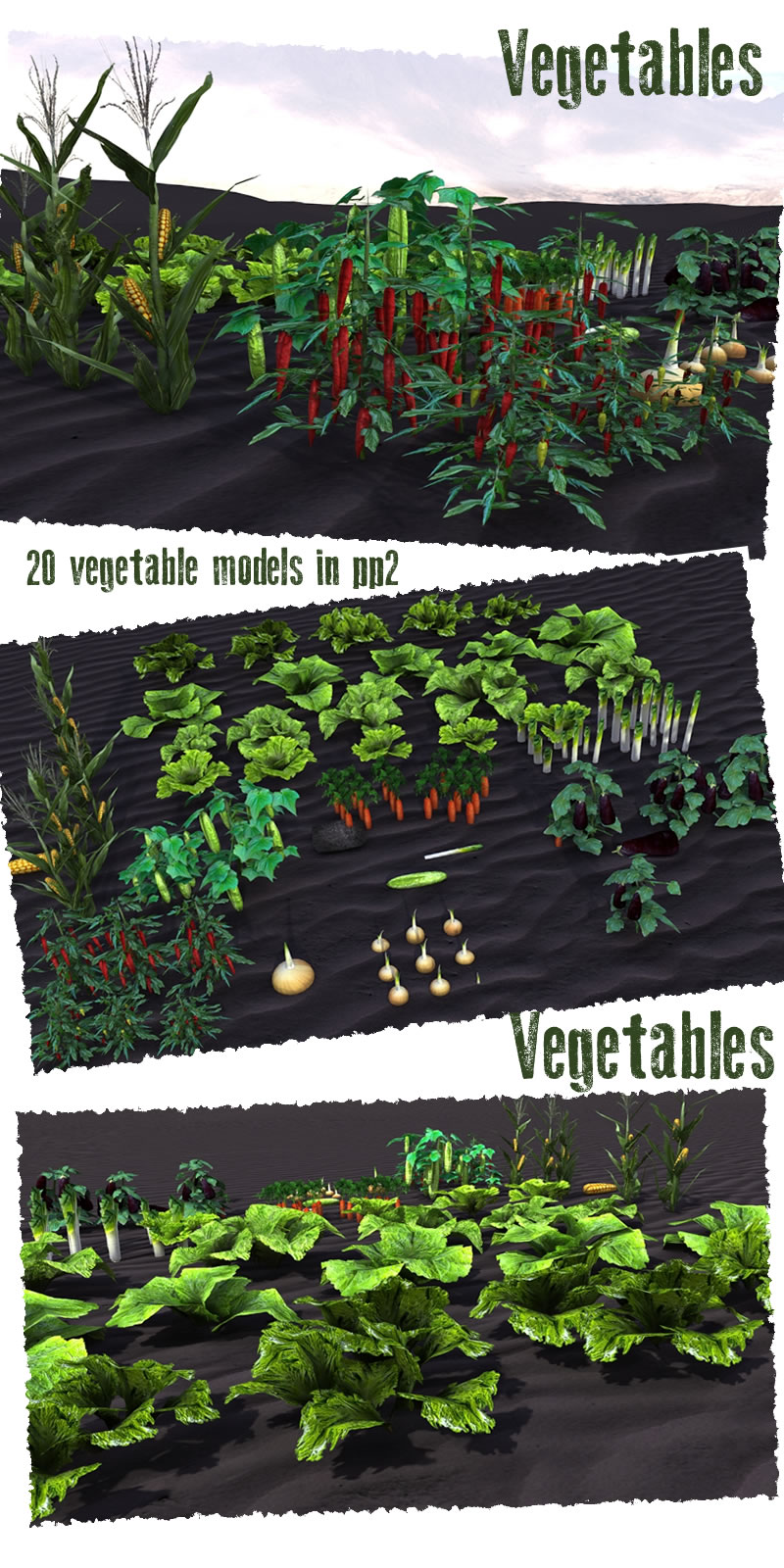 Vegetable Plants
