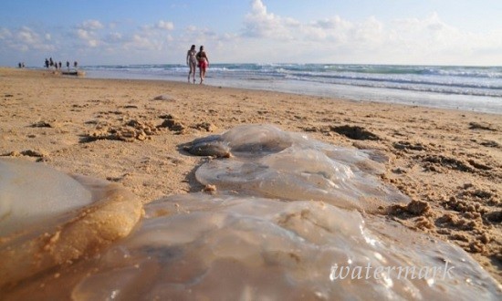 Средиземное море заполонили ядовитые медузы
