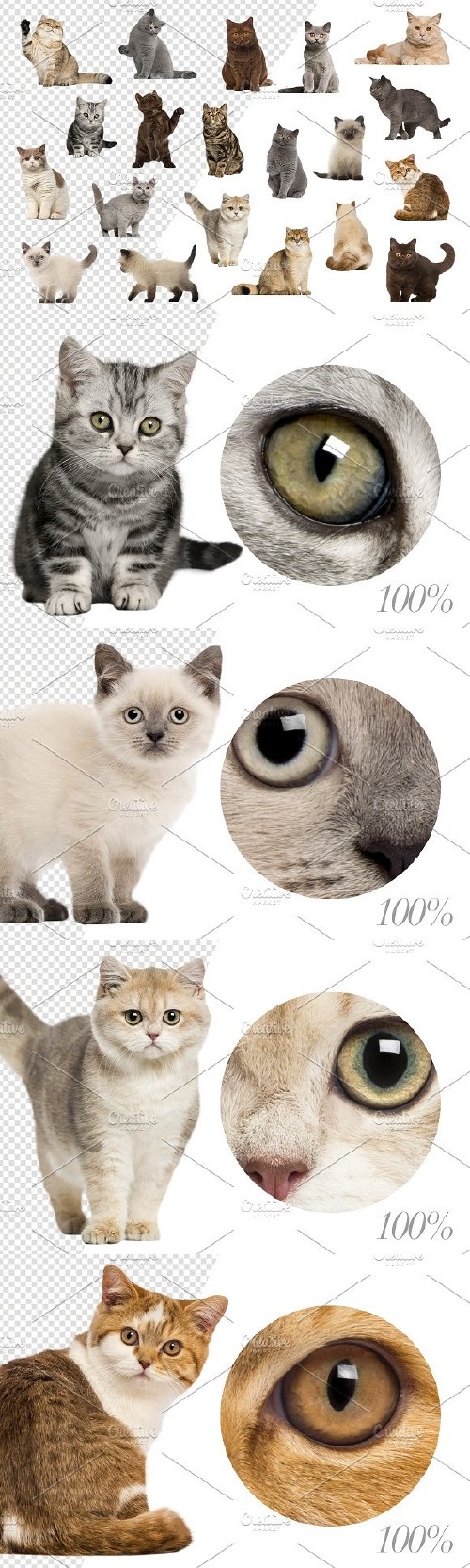 20 British Shorthairs - Cut-out Pics 2293260