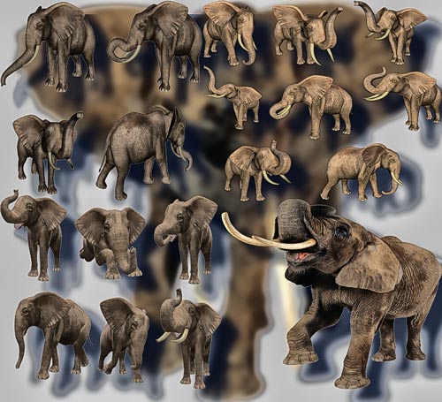 Png на прозрачном фоне - Африканские слоны