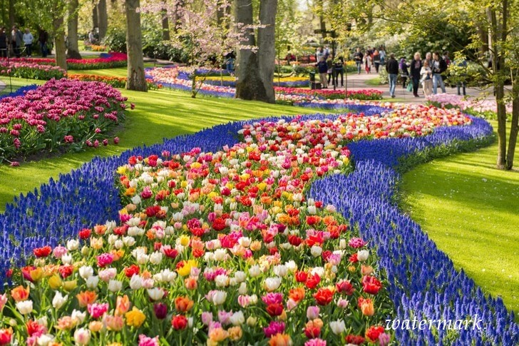 В Нидерландах царский парк цветов раскрывает новейший сезон