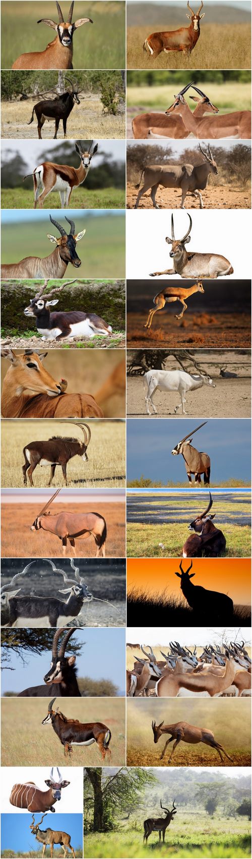 Antelope horn herbivore nature landscape 25 HQ Jpeg