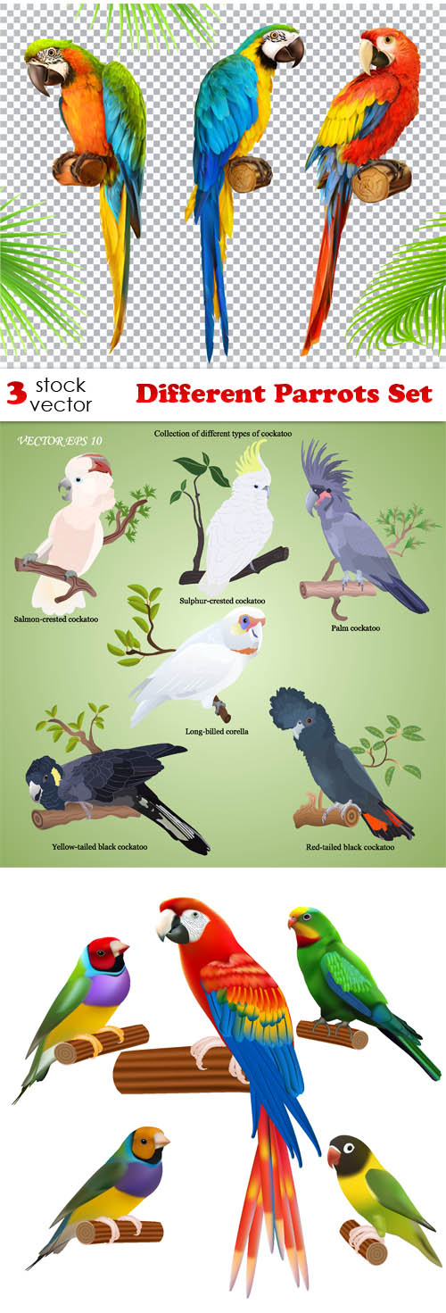 Vectors - Different Parrots Set