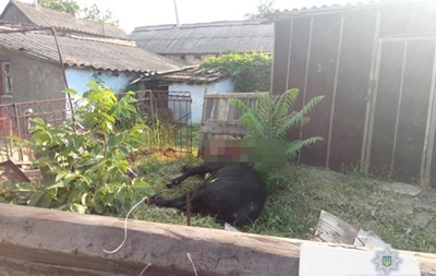В Николаевской области полиция и охотник укрощали бешеного быка