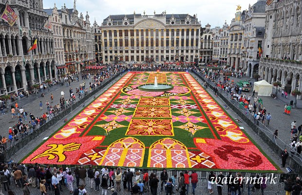 В Брюсселе опять «расстелют» громадный ковер из живых цветов