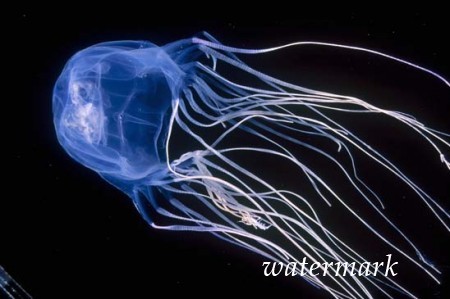 Пляжи Италии нападают ядовитые медузы